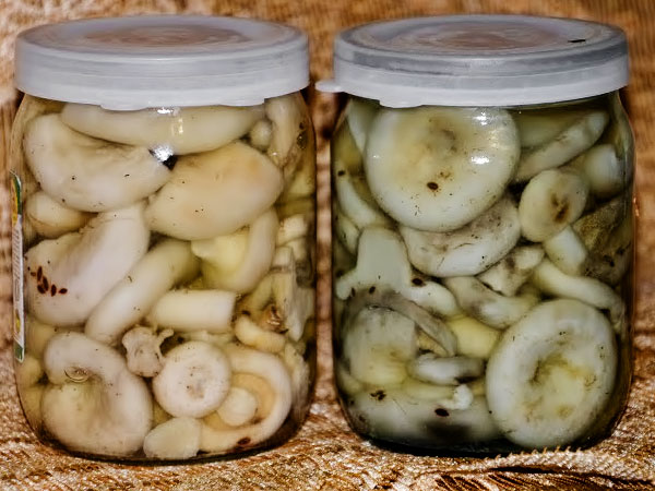 Грибы маринованные на молоке