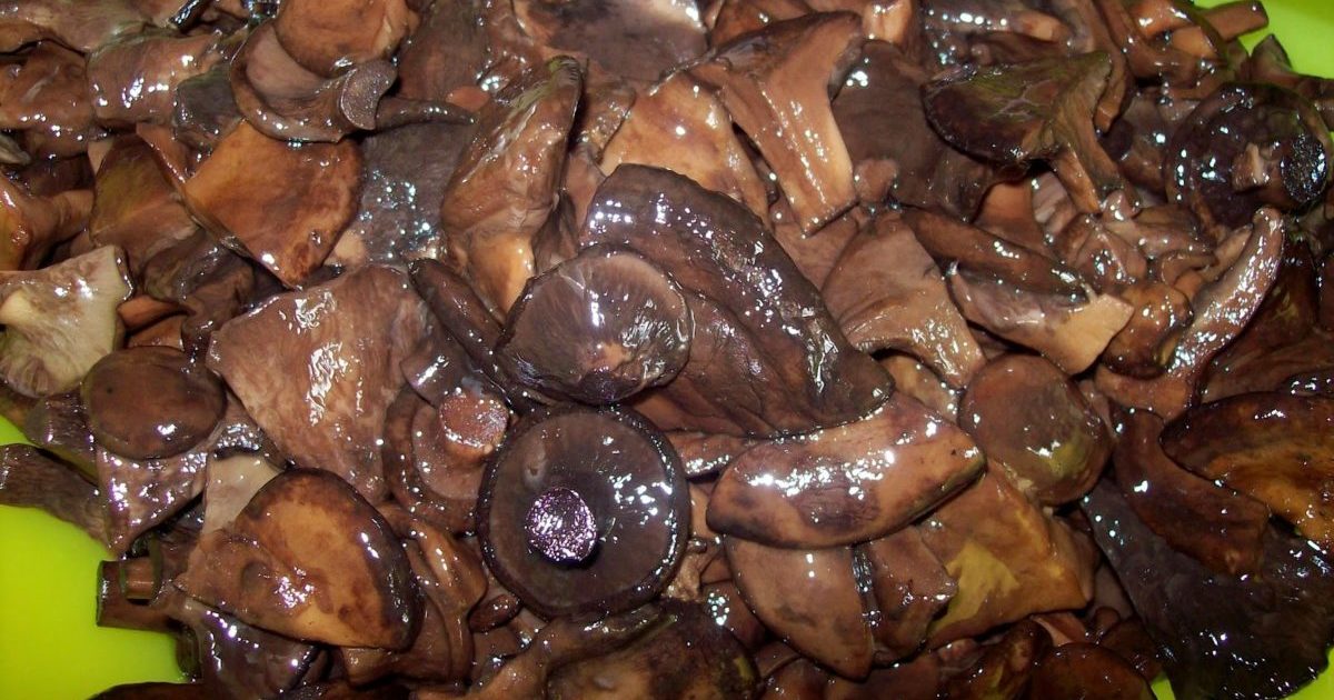 Как засолить горячие грибы в банке на зиму: простые рецепты