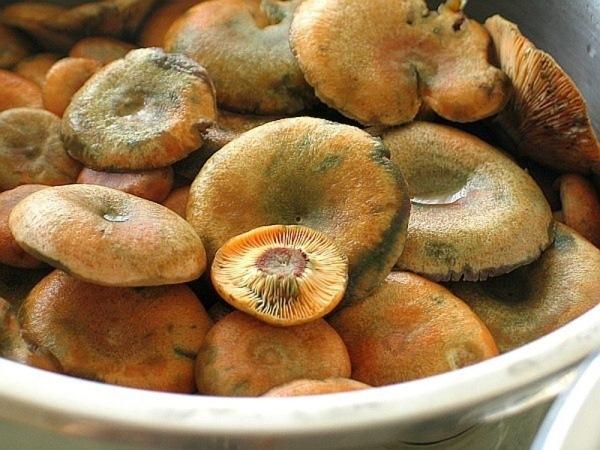 грибы в миске