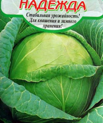Сорта капусты Надежда
