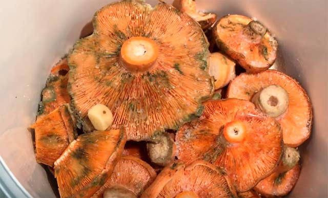 колпачки из сухого соленого шафрана