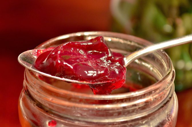 Желе из калины - и лакомство, и лекарство. Желе из калины готовим как десерт на зиму, без косточки и без варки, с тыквой и медом - екатерина данилова - женский журнал