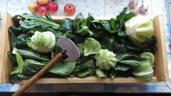 Как приготовить квашеную капусту с серой капустой: рецепты, которые пригодятся многим хозяйкам