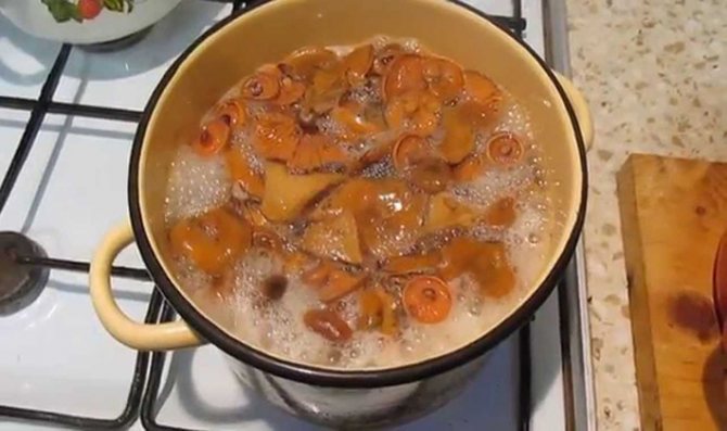 Маринование и горячая посолка капсул шафранового молока на зиму