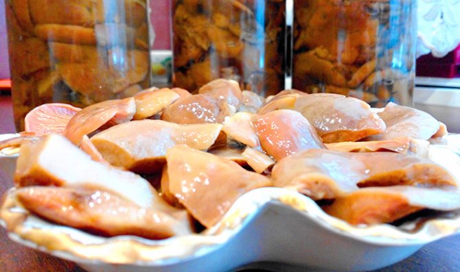 Маринование и горячая посолка капсул шафранового молока на зиму