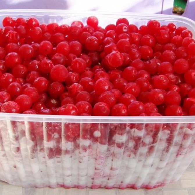 Калина замороженная