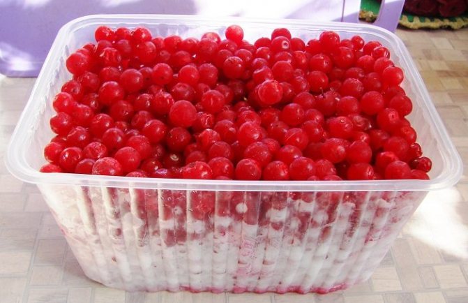 Замороженная калина.